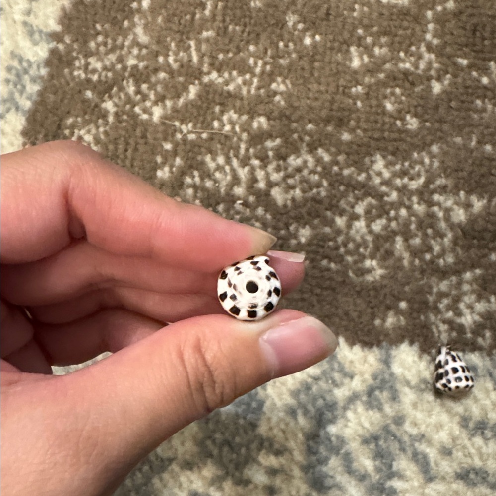 Predrilled Hebrew cone shells - Picture 3 of 3